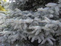 Picea pungens Glauca