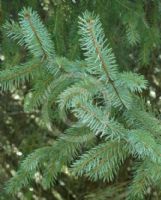 Picea sitchensis