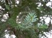 Picea sitchensis