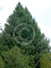 Picea sitchensis