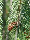 Picea smithiana