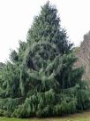 Picea smithiana