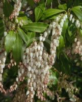 Pieris japonica