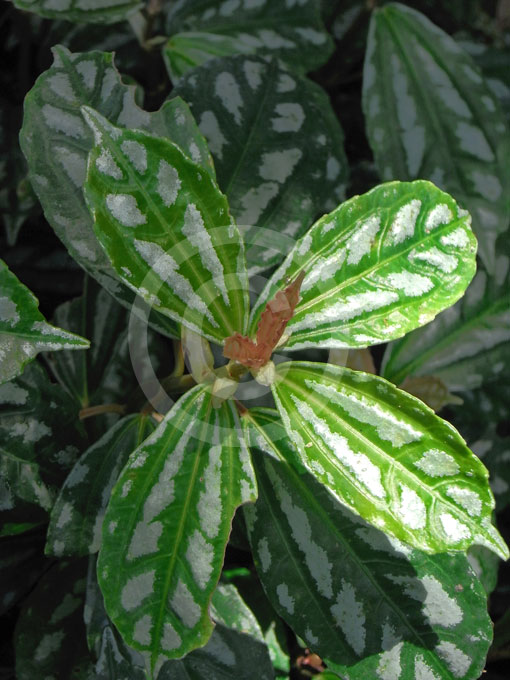 watermelon plant leaves. Plant type: evergreen