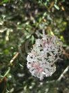 Pimelea linifolia