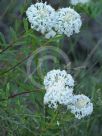 Pimelea linifolia