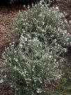 Pimelea nivea