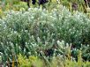 Pimelea nivea