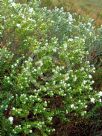 Pimelea nivea