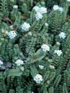 Pimelea prostrata