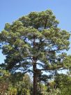 Pinus canariensis