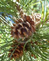 Pinus contorta