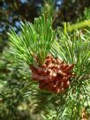 Pinus contorta