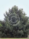 Pinus coulteri