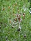 Pinus halepensis