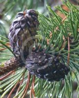 Pinus mugo uncinata