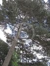 Pinus nigra laricio