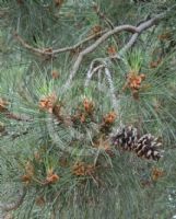 Pinus nigra