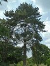 Pinus nigra