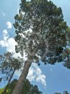 Pinus pinea