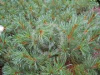 Pinus pumila