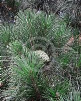 Pinus radiata