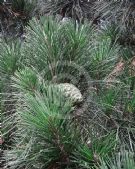 Pinus radiata