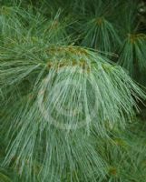 Pinus strobus