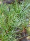 Pinus strobus