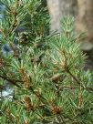 Pinus sylvestris