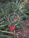 Pitcairnia flammea