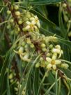 Pittosporum angustifolium