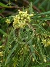 Pittosporum angustifolium