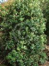 Pittosporum crassifolium