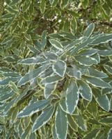 Pittosporum eugenioides Variegatum