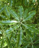 Pittosporum eugenioides