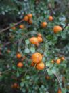 Pittosporum multiflorum