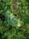 Pittosporum multiflorum