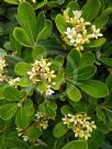 Pittosporum tobira