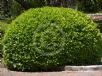 Pittosporum tobira