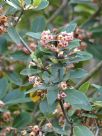 Pittosporum umbellatum