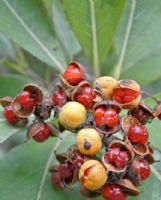 Pittosporum viridiflorum