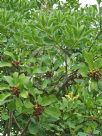 Pittosporum viridiflorum