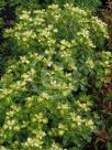 Pittosporum Gold Star