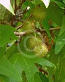 Platanus orientalis