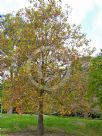 Platanus orientalis