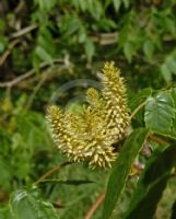 Platycarya strobilacea