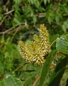 Platycarya strobilacea