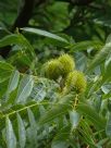 Platycarya strobilacea