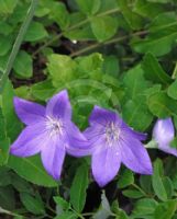 Platycodon grandiflorus